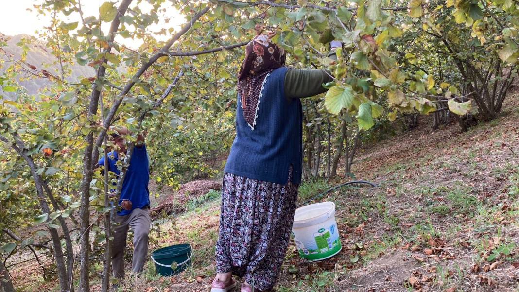 Kilosu 130 TL olarak açıklandı: Üretici işçi maliyetini düşürmek için imece usulü çalışıyor 3